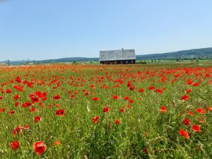 Mehr über den Artikel erfahren Wanderversammlung zum Museumsdorf Hohenfelden am 14.06.2024