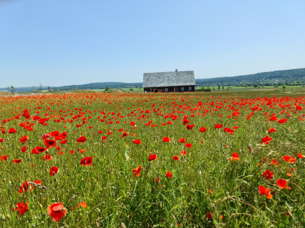 Du betrachtest gerade Wanderversammlung zum Museumsdorf Hohenfelden am 14.06.2024